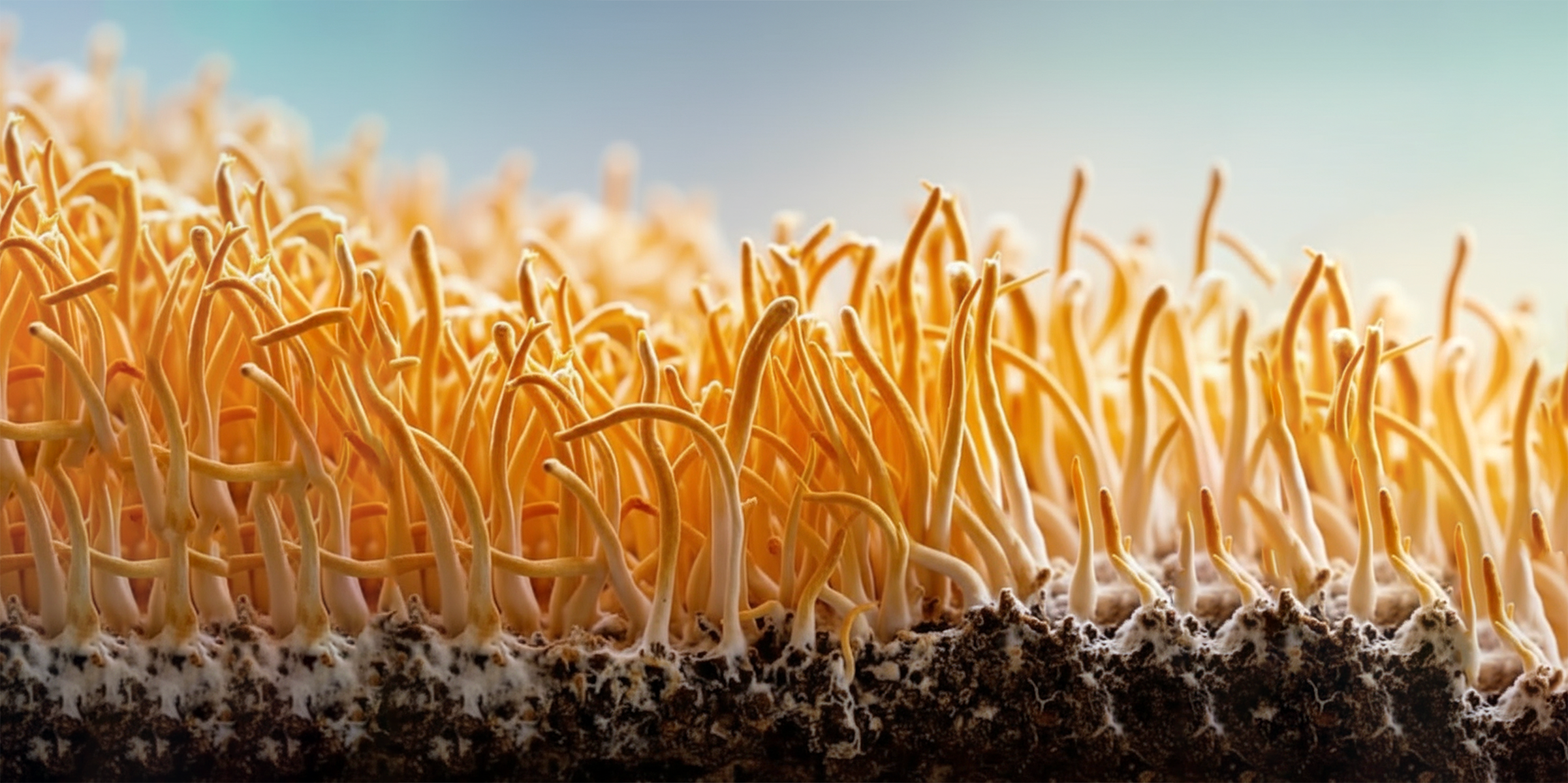 Cordyceps grybas: energijos šaltinis iš gamtos