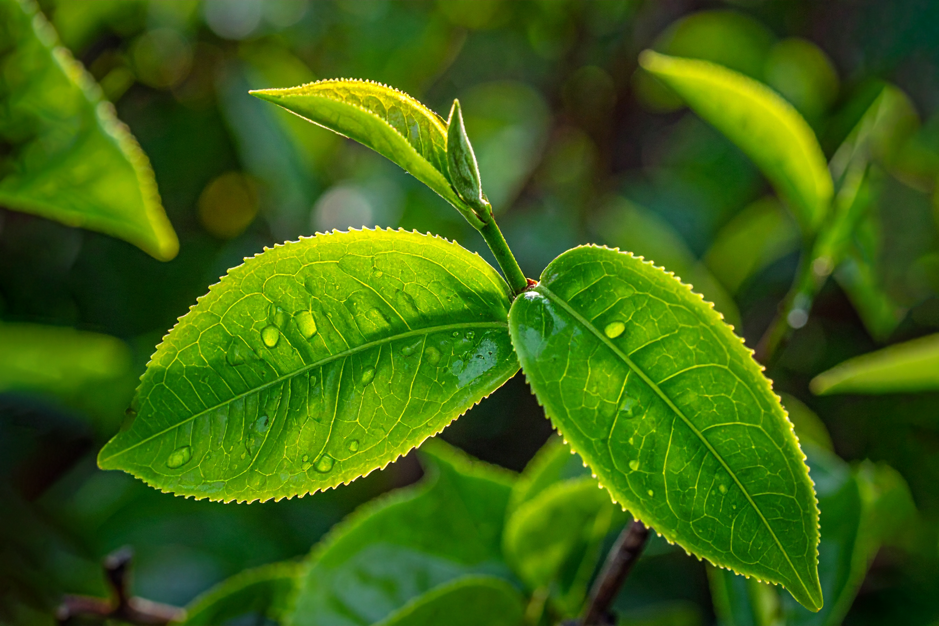 Kaip žinoti, ką iš tikrųjų daro papildų sudėtinės dalys?